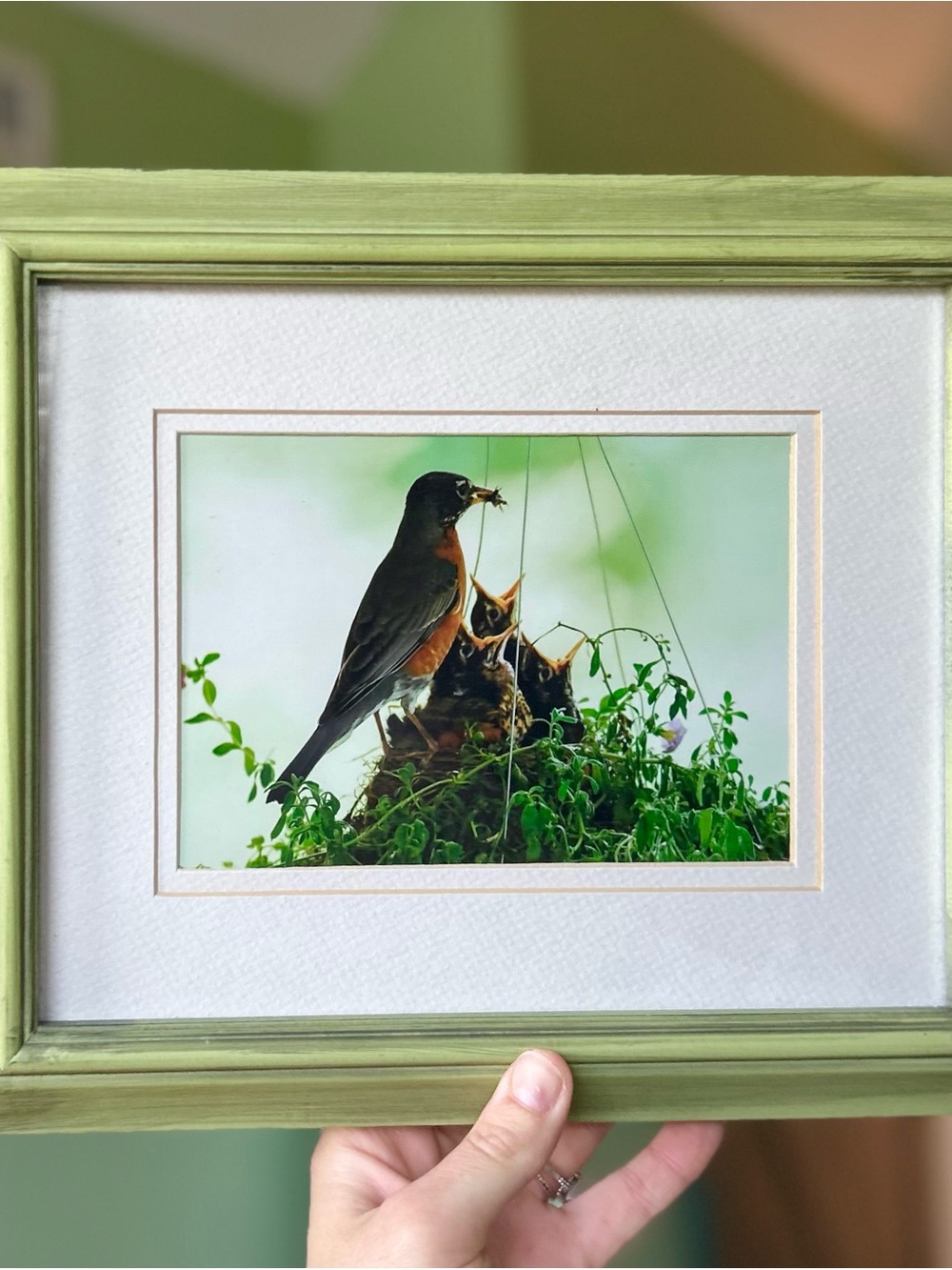 Framed Mama Bird Feeding Baby Birds in Nest Cottagecore Display
